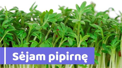 Pipirnės auginimas ant palangės