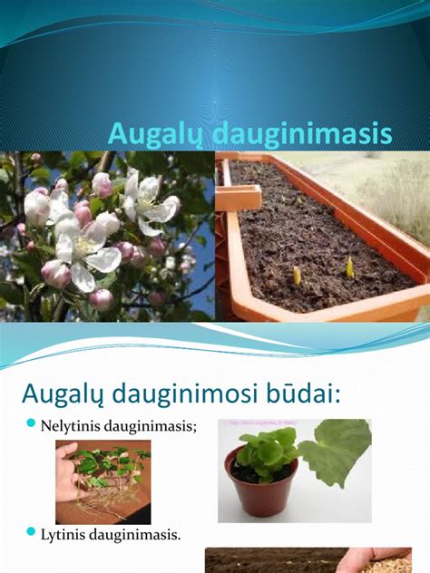 įvairūs gyvūnų dauginimosi būdai gamtoje