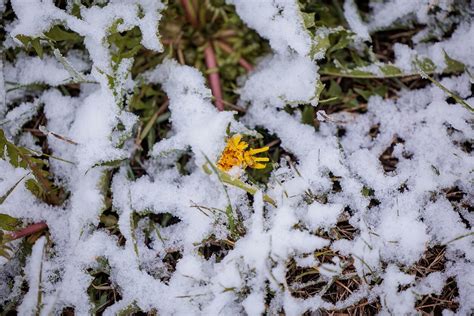 Lubinų pasėlis pavasarį