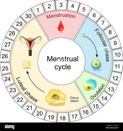 schema of hormonal regulation of the menstrual cycle