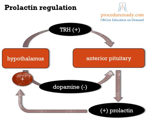diagram showing the relationship between breastfeeding frequency and prolactin levels