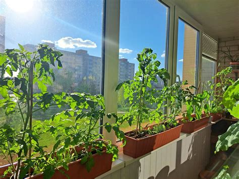 nuotrauka, demonstruojanti hidroponinį daržą balkone