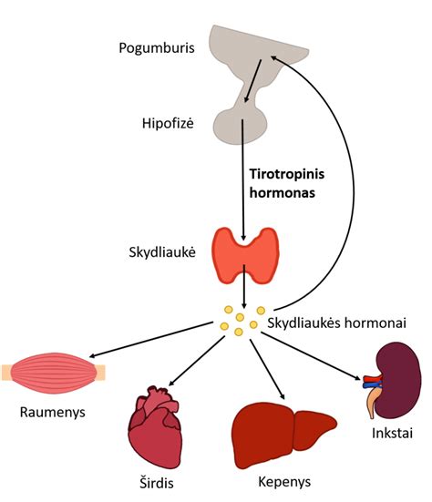 skydliaukės ir hipofizės hormonų reguliavimo schema