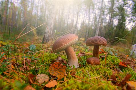 įvairių miško grybų iliustracija