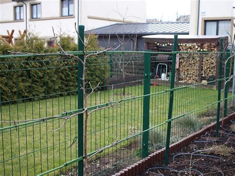 Obelų šakų formavimas lenkiant jas žemyn