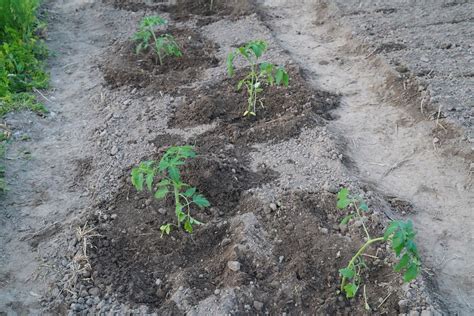 daigų sodinimas lysvėje