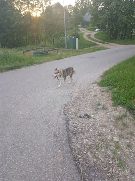 Šuo, bėgantis aptvertoje teritorijoje