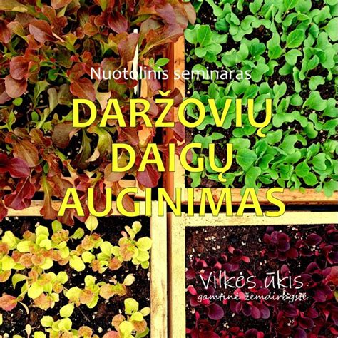 Daigų auginimas kasetėse