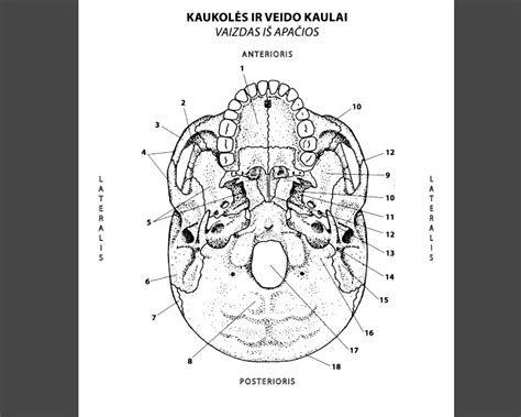 Kūdikio kaukolės anatomija ir fontanėlės