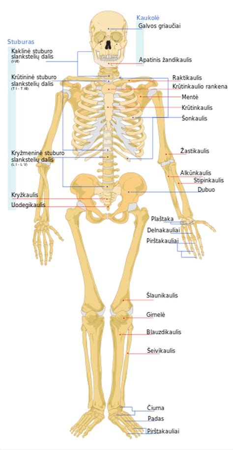 Krūtinės ląstos anatomija
