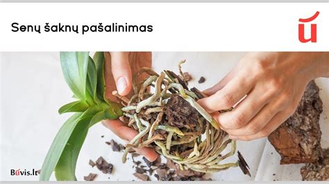 Orchidėjos šaknų būklė persodinant