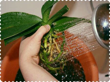 Orchidėjos persodinimas į naują vazoną