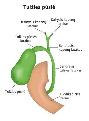 Kepenų ir tulžies pūslės schema