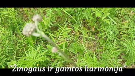 Gamtos ir žmogaus harmonija
