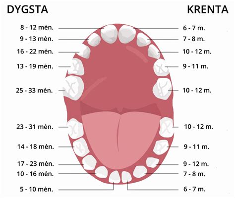 Vaikų pieninių dantų schema
