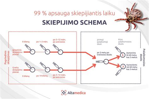 Skiepijimo nuo erkinio encefalito schema