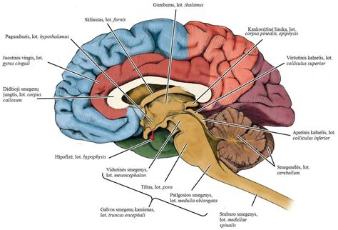 Galvos smegenų kraujotakos schema