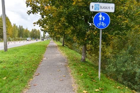 dviračių takai pušyne