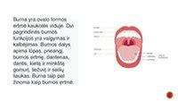 burnos gleivinės anatomija ir stomatito pažeidimo vietos
