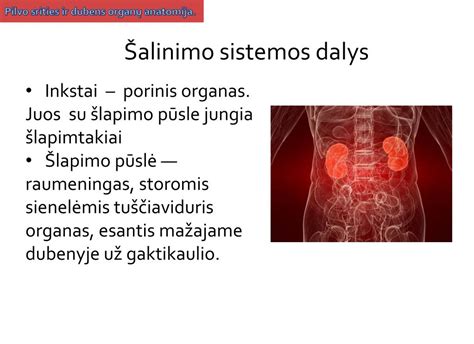 Šlapimo sistemos anatomija ir infekcijos plitimas