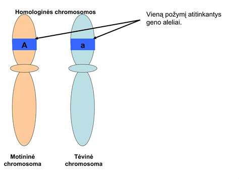 Dviejų tipų chromosomų palyginimas: normali chromosoma ir 21 chromosomos trisomija