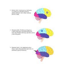 Schema, iliustruojanti smegenų pusrutulių veiklą ropojant