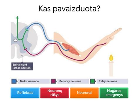 Naujagimio griebimo refleksas