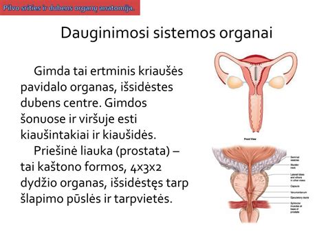 Anatomija: gimda ir kiaušintakiai
