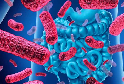 naudingos bakterijos žarnyne