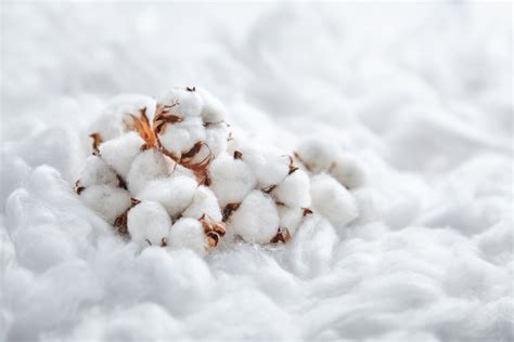 medvilnės pluoštas