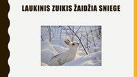 Gyvūnėliai žaidžia sniege