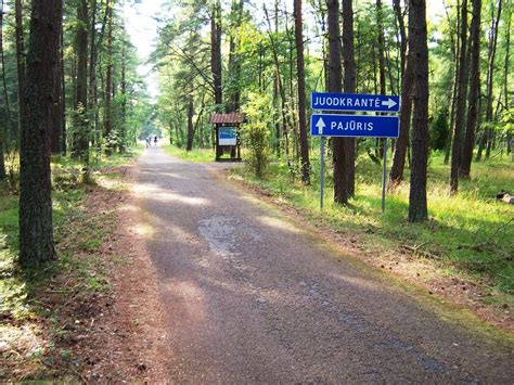 Dviračių takas Druskininkų pušynuose