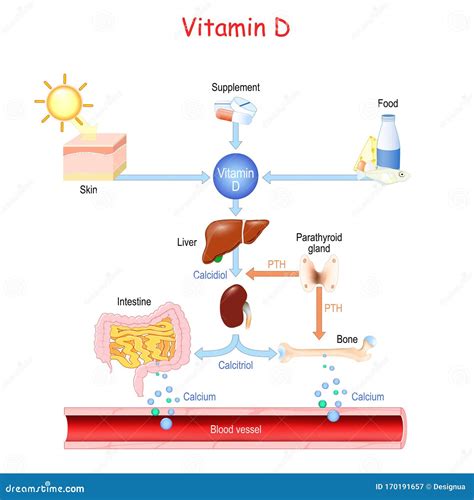 Vitamin D apykaitos schema