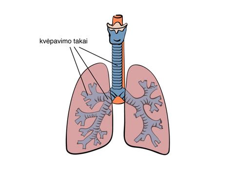 Astmos paveikti kvėpavimo takai