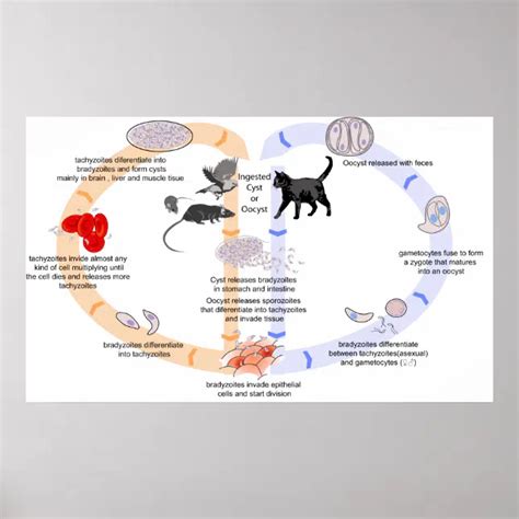 Schema parazito Toxoplasma gondii gyvavimo ciklo