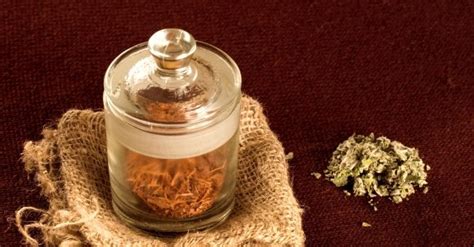 Vaistažolės ir jų poveikis nėštumui