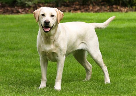 Draugiškas labradoro retriveris su vaikais