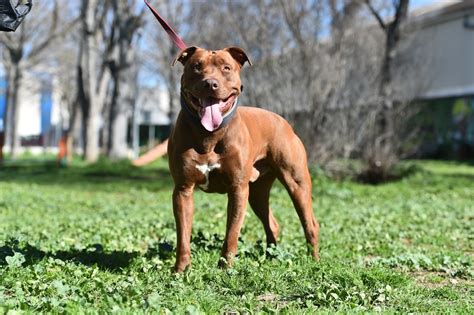 Pitbulterjeras ramiai bendraujantis su šeima