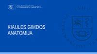 Anatomija: kiaušidės ir gimdos padėtis