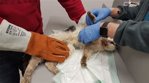 Gyvūnas glaudžiasi prie žmogaus rankos