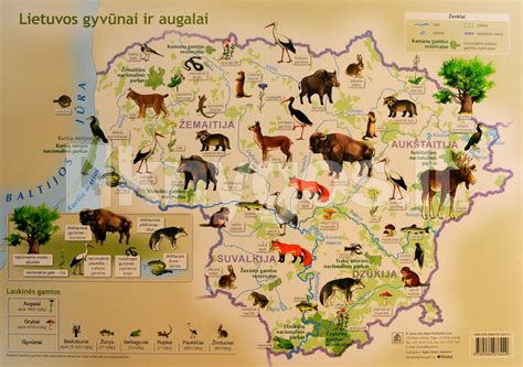 Žemėlapis su gyvūnų prieglaudų žymėjimais