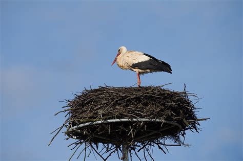 Gandras su gandriukais lizde