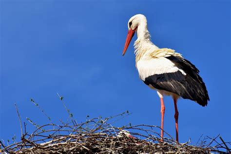 Baltojo gandro nuotrauka gamtoje