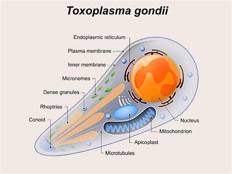 Toxoplasma gondii gyvavimo ciklas
