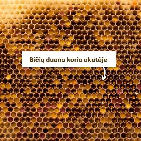 bičių duonelės korio akutėse schema