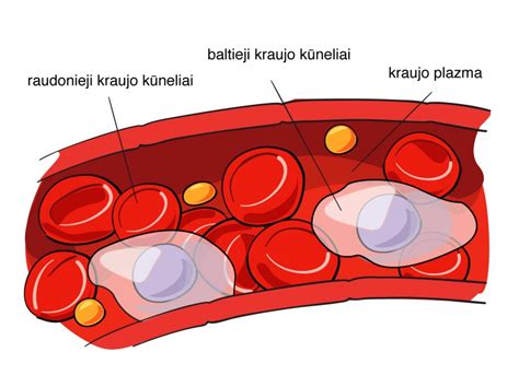 kraujo ląstelės ir hemoglobinas
