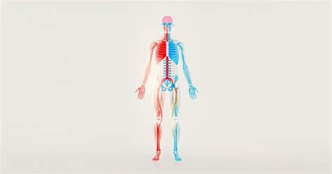 Leukocitų tipai ir jų funkcijos