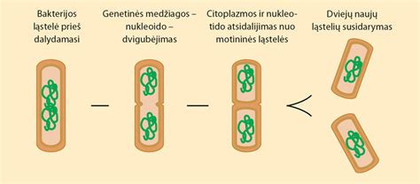 bifoval bakterijų pakuotė ir mitybos schema