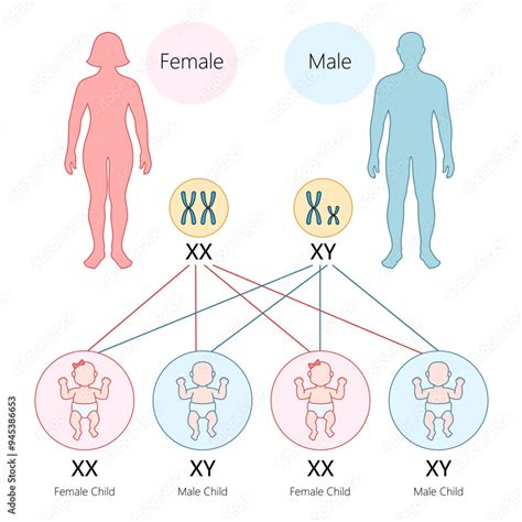 XX ir XY chromosomų schema