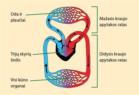 Ratai ir amortizacijos sistema